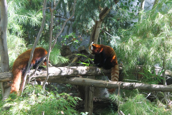 Sacramento Zoo Red Pandas