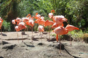 Flamingos at the Sacramento Zoo